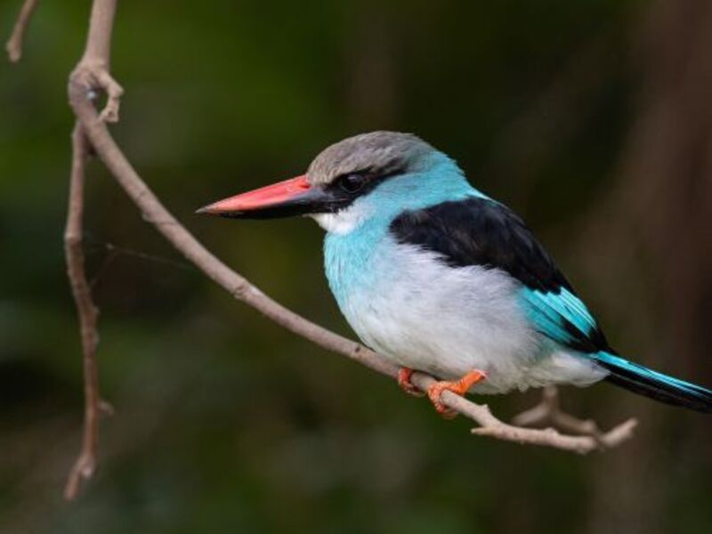 Gambia und Senegal – Vogel­paradiese im Westen Afrikas