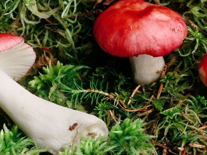 In der Welt der Täublinge