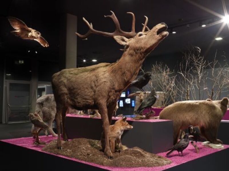 Waldreich. Der Wald und Wir! - Neues aus Wissenschaft und Forschung