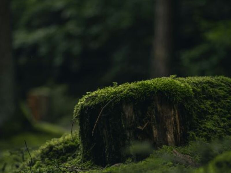 Österreich, das Land der Moose und Moos­kundler*innen