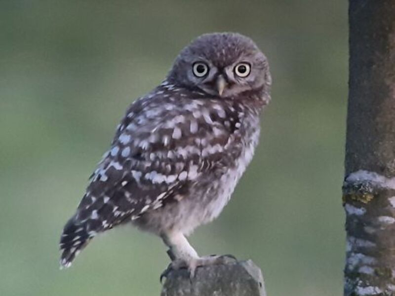 Der Stein­kauz im Inn- und Hausruck­viertel