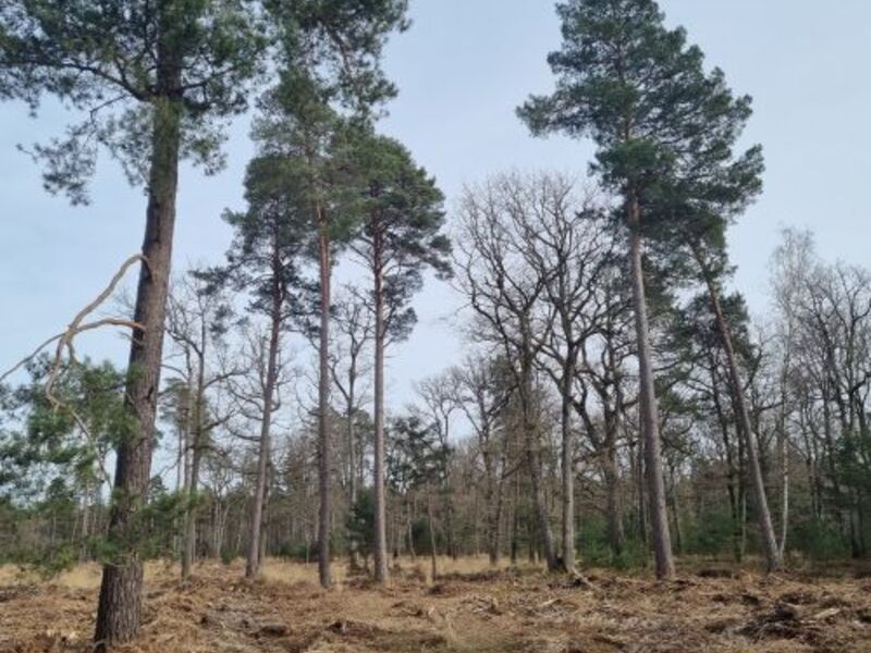 Wald 2100: Szenarien einer möglichen Entwicklung