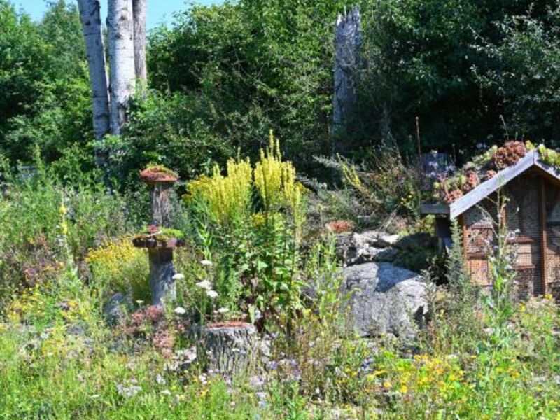 Förderung von Wild­bienen im eigenen Garten