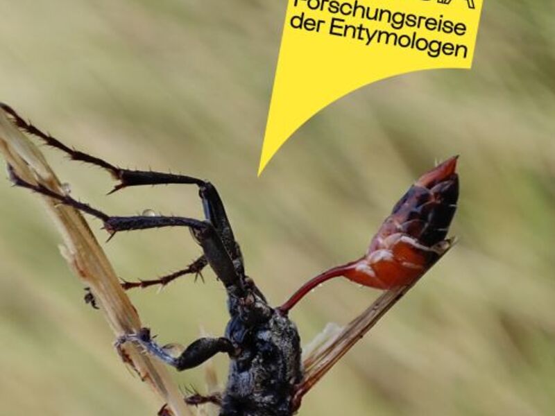 Insektensafari zwischen Löwen und Elefanten in Namibia