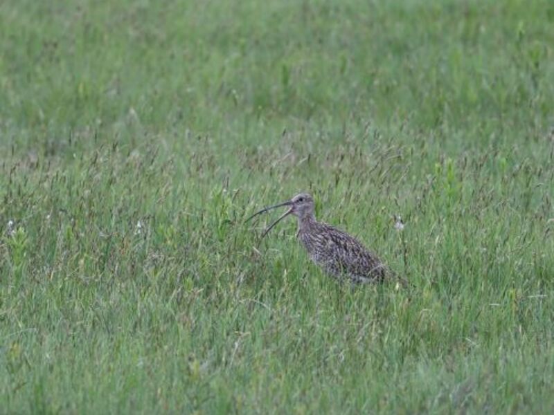 Wiesen­vogel­schutz im Ibmer Moor