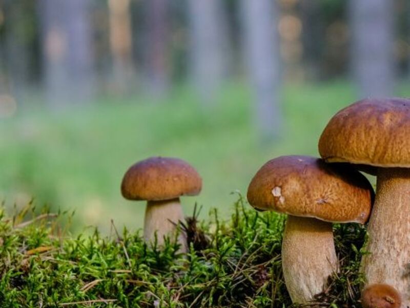 Webseiten über Pilze