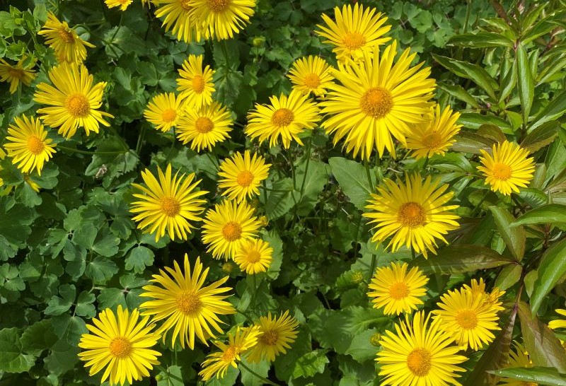 Frühjahrserwachen im Botanischen Garten