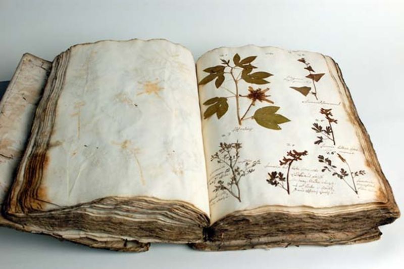 Dr.in Karin Standler: Der Garten als Wissensraum – Eine Reise zu Gärten der botanischen Sammlungen in Europa 