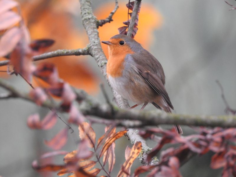 Heimische Vögel erkennen