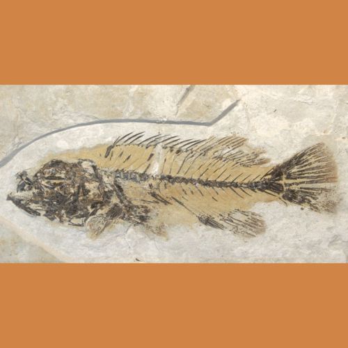 Die Fische von St. Margarethen