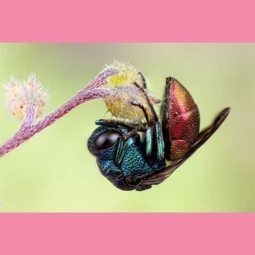 Insekten „vor meiner Haustür“ in und um Gutau