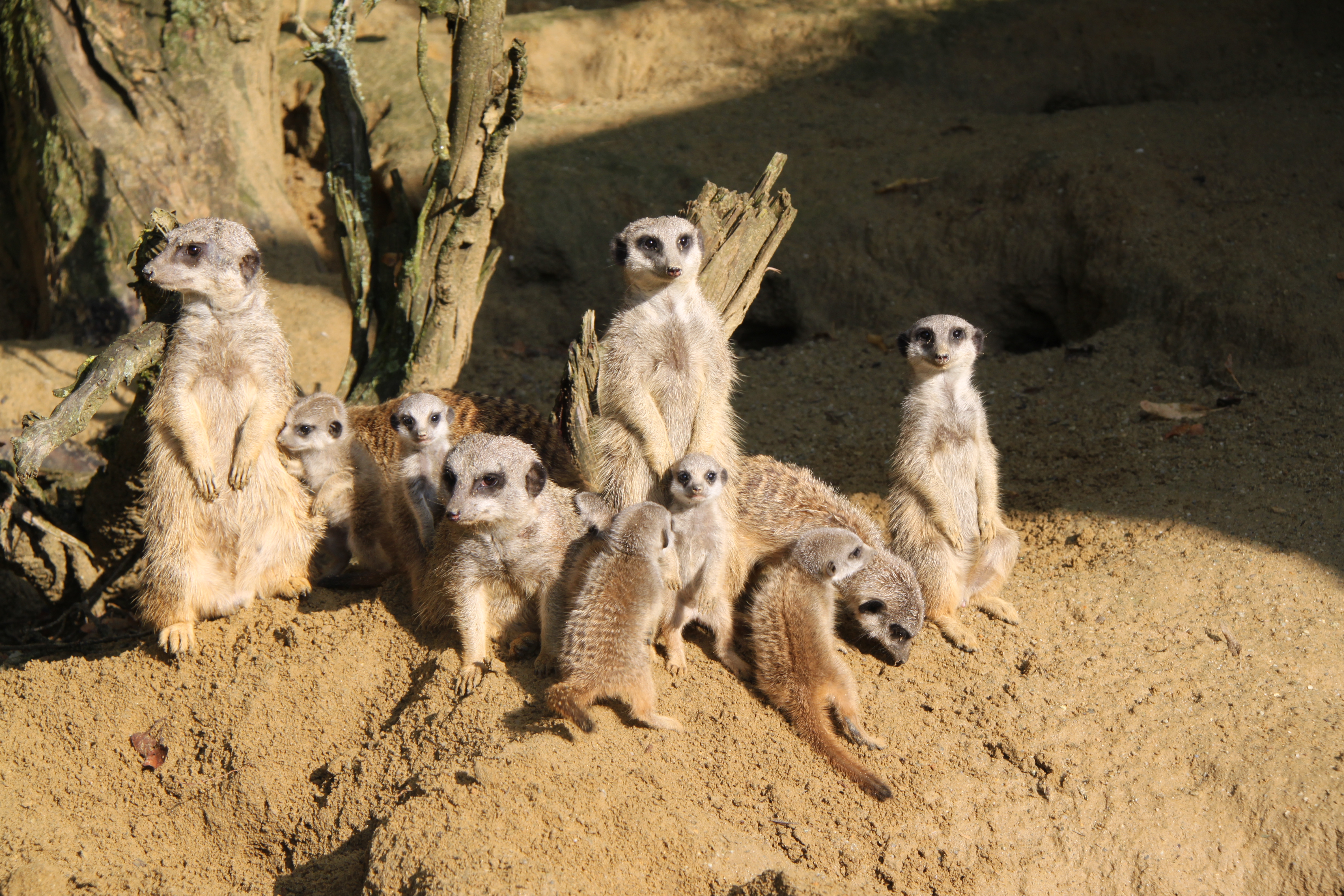 Lesezauber und Zoogeflüster