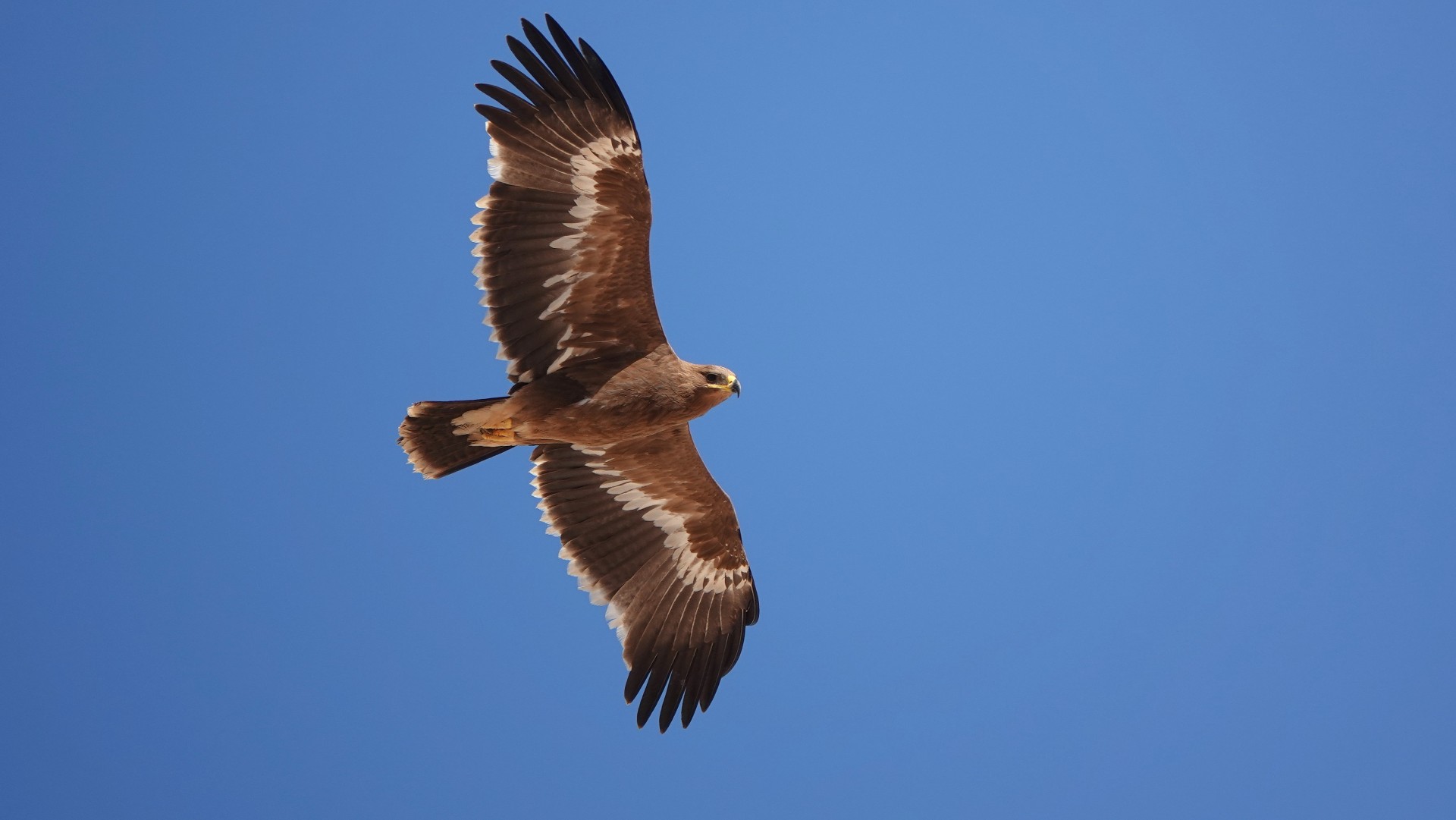 Oman – Vogel­beobachtung zwischen Meer und Wüste