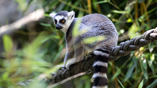 Zoo Linz: Tiere erleben, Artenvielfalt verstehen