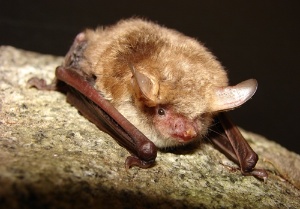 Fledermausnacht im Botanischen Garten