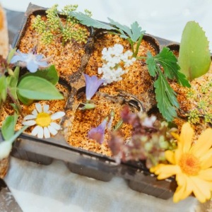 Der essbare Garten – Wildpflanzen, Kräuter und Gemüse vor der Haustür