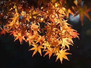 Die Farben des Herbstes im Botanischen Garten