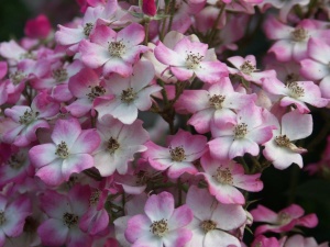 Rosenschnitt für Anfänger*innen