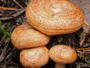 In der Welt der Milch­linge