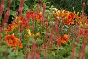 Gärtnerische Spezialführung zum Thema "Stauden"