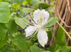 Pflege von Zitrus und mediterranen Pflanzen