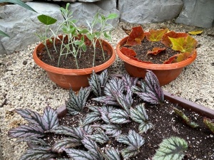 Pflanzenvermehrung leicht gemacht