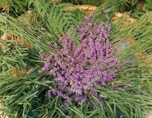 Tinkturen und Salben – Pflanzenkraft im Winter