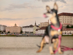 Kaktus Cartoon Award: After-Work-Shops