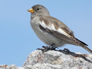 Besondere Vogel­schauplätze der oberösterreichischen Kalk­alpen