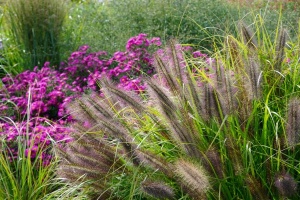 Sommer- und Herbststauden für den Garten