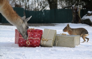 Weihnachten im Zoo