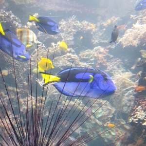 Das Leben der Rifffische im Aquarium