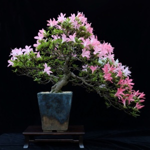 Bonsaiausstellung mit Verkauf und Beratung