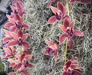 Tropische Orchideen – Vielfalt in vollendeter Eleganz