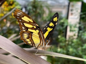 Tropische Schmetterlinge in Linz – ein exklusiver Blick hinter die Kulissen 
