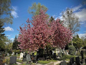 Der Waldfriedhof mitten in Linz?