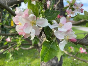 Richtiges Schneiden von Obstgehölzen