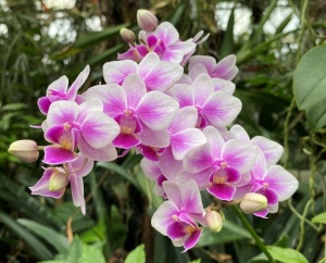 Orchideenpflege für Einsteiger*innen