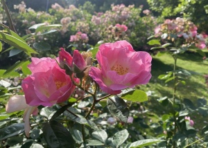 Rosenschnitt für Anfänger*innen