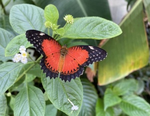 Den bunten Gauklern auf der Spur