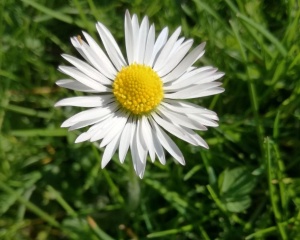 Gänseblümchen-Nachmittag
