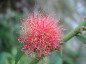 Prof. Michael Hohla: Monstrositäten & andere Merkwürdigkeiten. Verblüffende Pflanzen direkt vor der Haustüre