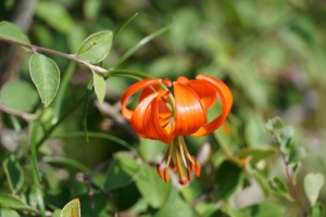 Christian Kreß: Zwischen Steppe, Wüste und Gebirge – Die Pflanzenvielfalt der Mongolei