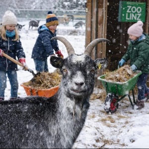 Ein Tag Tierpfleger MAXI 10-13 Jahre