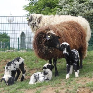 Nachwuchsgeflüster im Zoo