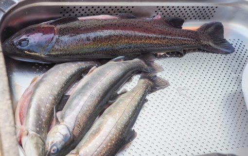 Bio Bauernmarkt solarCity