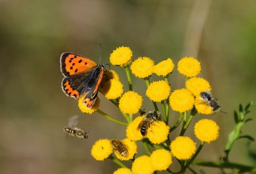 Insektenvielfalt im Botanischen Garten