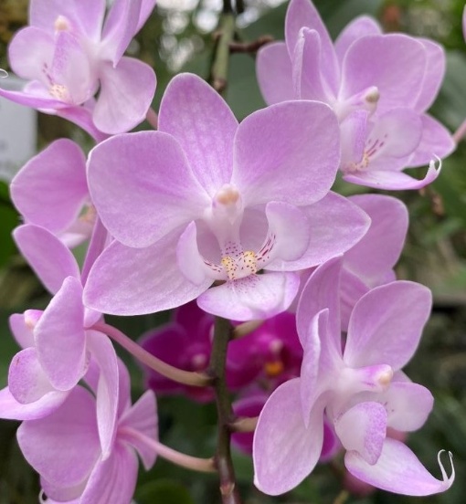 Tropische Orchideen – Vielfalt in vollendeter Eleganz