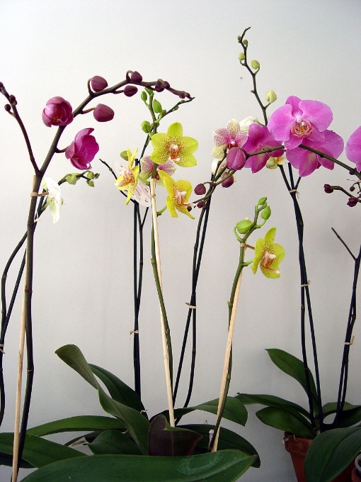 Orchideen-Verkaufsausstellung im Botanischen Garten