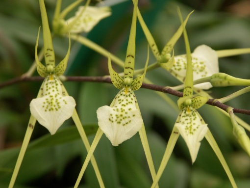 Orchideenpflege für Einsteiger*innen